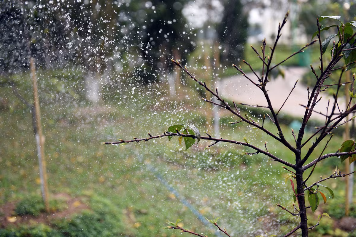 Chồi cây hoa anh đào không ngừng sinh trưởng, đâm chồi, nảy lộc.