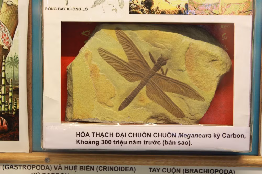 Hóa thạch đại chuồn chuồn.