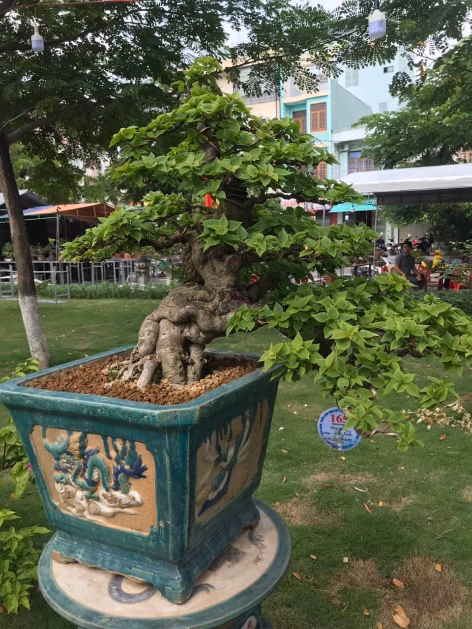Hoa giấy cũng rất đặc biệt.