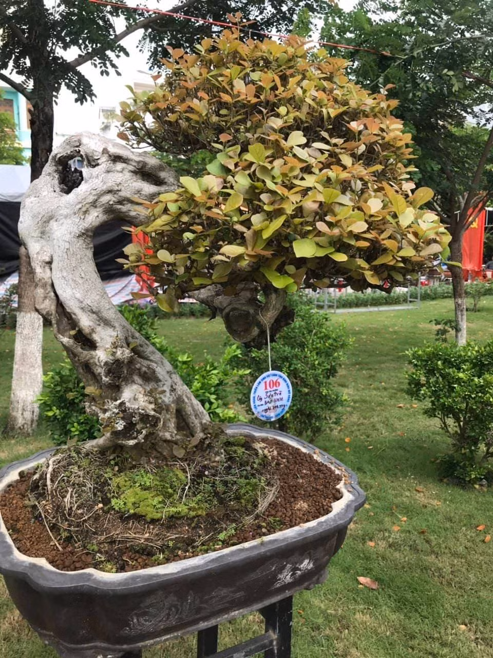 Gốc Sơn trà độc đáo.