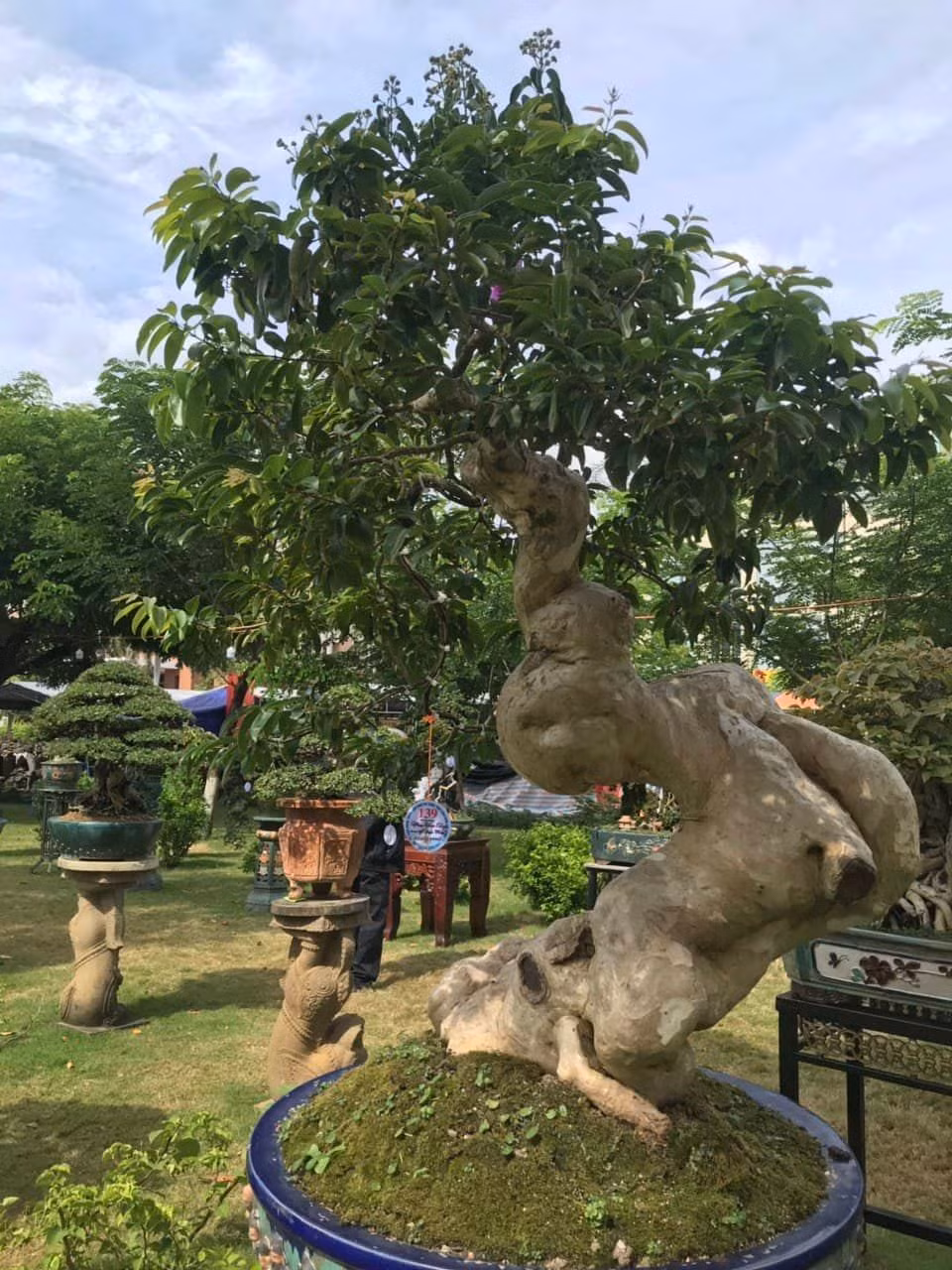 Gốc bằng lăng dáng lạ đã trổ hoa.