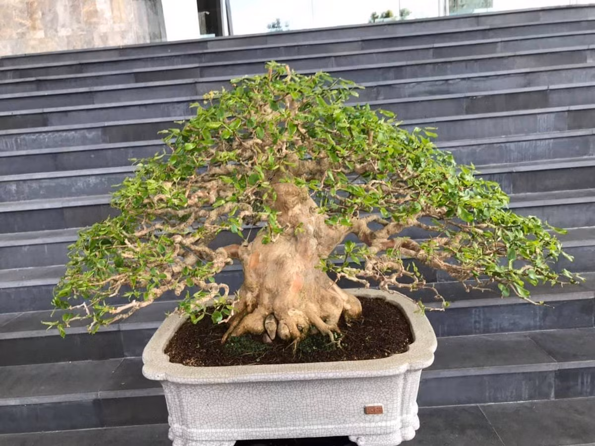Còn đây là bằng lăng lá nhỏ.