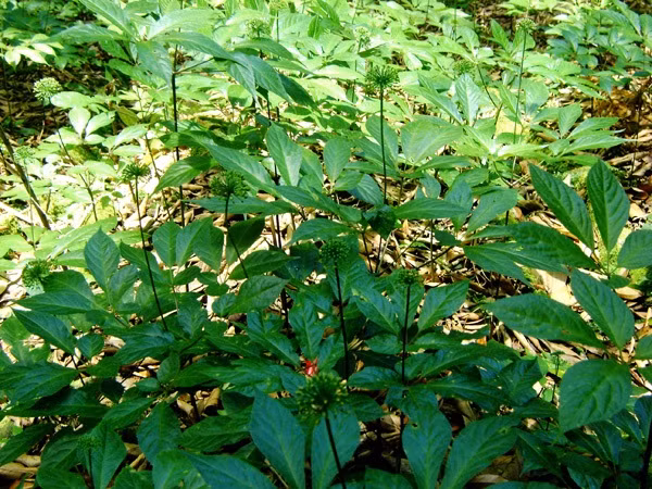 Sau vài năm thì cây sâm sinh trưởng tốt ra hoa, cho hạt, mang lại giá trị kinh tế cao cho bà con trên đỉnh Ngọc Linh. >>> Mời độc giả xem thêm video Món ăn ngon từ... úp nồi | Đặc sản miền sông nước: