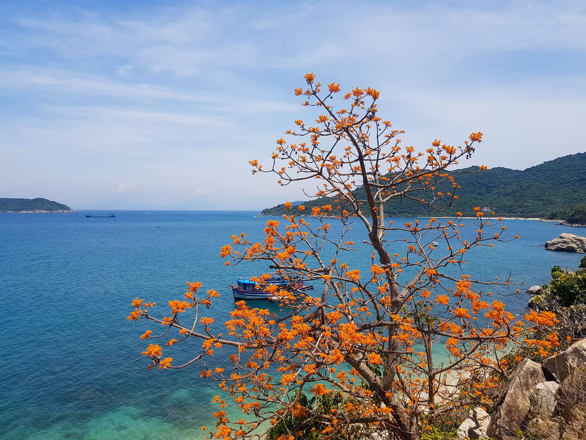 Cây ngô đồng góp phần tạo nên cảnh sắc tuyệt đẹp của Cù Lao Chàm. Được UNESCO xếp hạng Khu dự trữ sinh quyển thế giới, Cù Lao Chàm tự hào với hệ thống sinh thái đa dạng. 