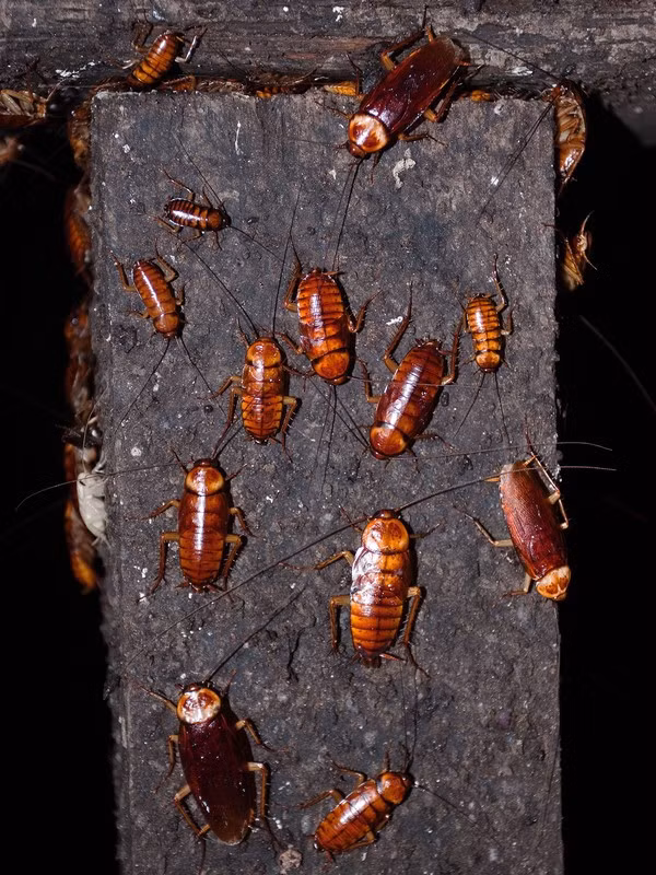 Tuy nhiên, những chú gián trong hang Gomantong không chỉ thưởng thức phân dơi. Chú dơi nào không may xấu số trượt chân ngã xuống cũng trở thành món ăn ưa thích và bị tiêu hóa đến từng mảnh xương nhỏ của hàng triệu triệu con gián nơi đây.