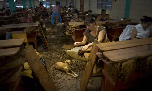 Các công nhân trong căn phòng sản xuất xì gà nổi tiếng ở Cuba.