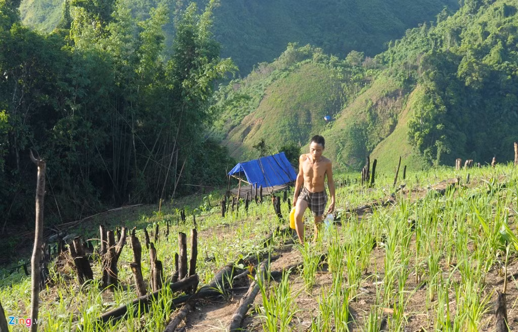 Ông Hồ Văn Tri (em ruột của anh Lang) cho hay, sau ba năm trở về làng, dù các doanh nghiệp đã xây tặng nhà gạch, ngói nhưng anh Lang ít khi ở nhà. "Anh bảo thích ở chòi lá trên rẫy hơn vì sống trên rừng quen rồi. Nhiều khi muốn kiếm cho anh cô vợ nhưng vì đã 46 tuổi nên đến nay chưa có mối nào ưng. Thấy anh ấy ở một mình trên núi cả tuần, cả tháng, tôi cảm thấy thương nhiều lắm nhưng không biết phải làm sao", ông Tri thổ lộ.