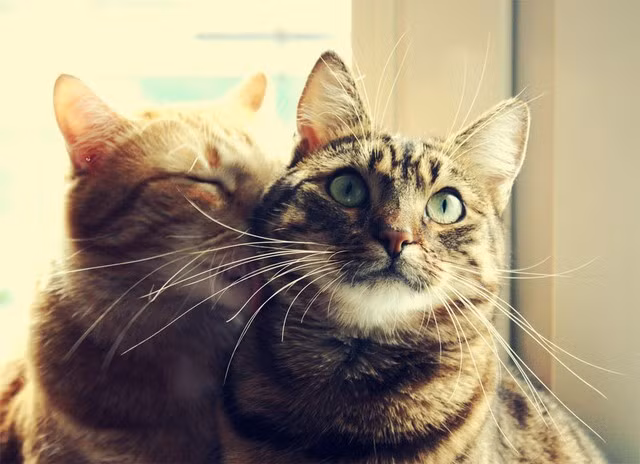 Tuy nhiên, những người yêu mèo thường thông minh hơn những người yêu chó. Theo đó, những người yêu mèo có xu hướng thông minh hơn và cũng thận trọng hơn trong những công việc mình làm.