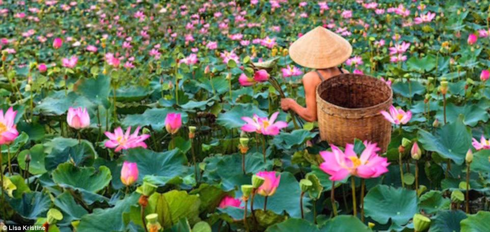 Một người đàn ông chèo thuyền hái hoa sen. Hoa sen được chọn làm quốc hoa của Việt Nam.