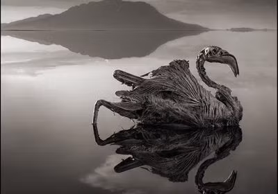 Hồ Natron ở Tanzania được mệnh danh là hồ tử thần bởi có nhiều sinh vật bị hóa đá. Cụ thể, nồng độ kiềm trong hồ quá cao khiến cho những loài vật không may sảy chân rớt xuống hồ bị phân hủy và vôi hóa. Theo đó, xác những con vật xấu số được bảo quản quá tốt, với hình dáng sống động vẫn được giữ nguyên.