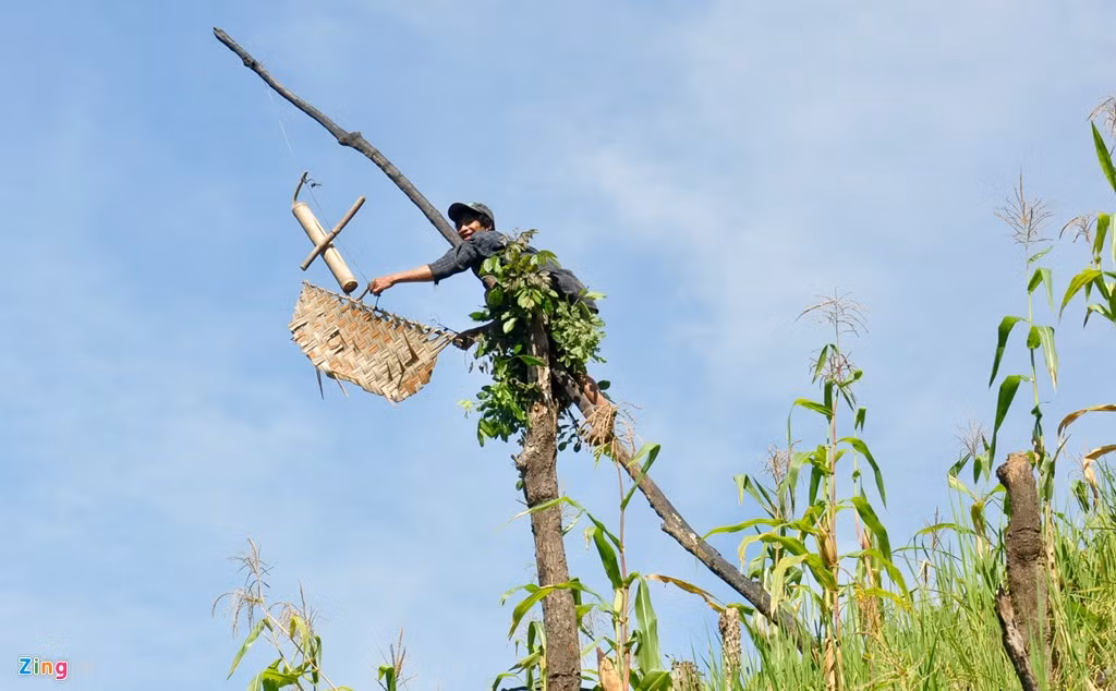 Nương của người rừng có lúa rẫy, bắp (ngô) và cả dụng cụ đuổi chim, thú bảo vệ mùa màng làm bằng tre, nứa phát ra âm thanh giai điệu núi rừng độc đáo.