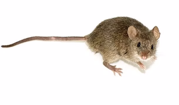 Người La Mã cổ đại có thói quen gây kinh hãi đó là sử dụng não chuột để đánh răng.