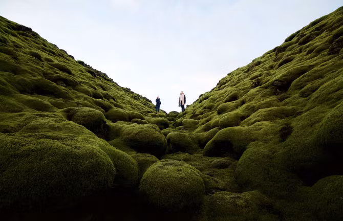 Lớp rêu xanh dày bao phủ những dòng dung nham qua hàng thế kỷ ở Iceland.