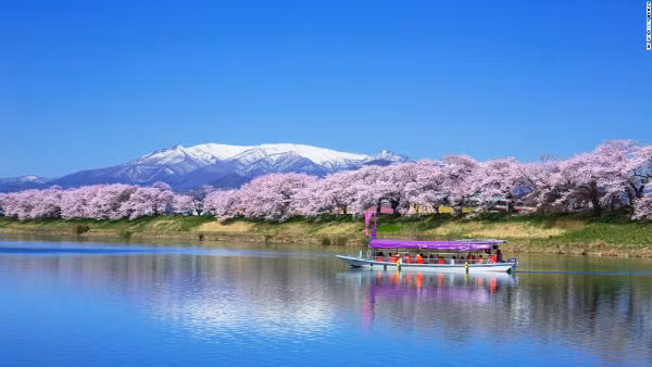Hoa anh đào nở rộ bên bờ sông Shiraishi, tỉnh Miyagi. Đây là nơi tổ chức lễ hội Ogawara Sakura thường niên.