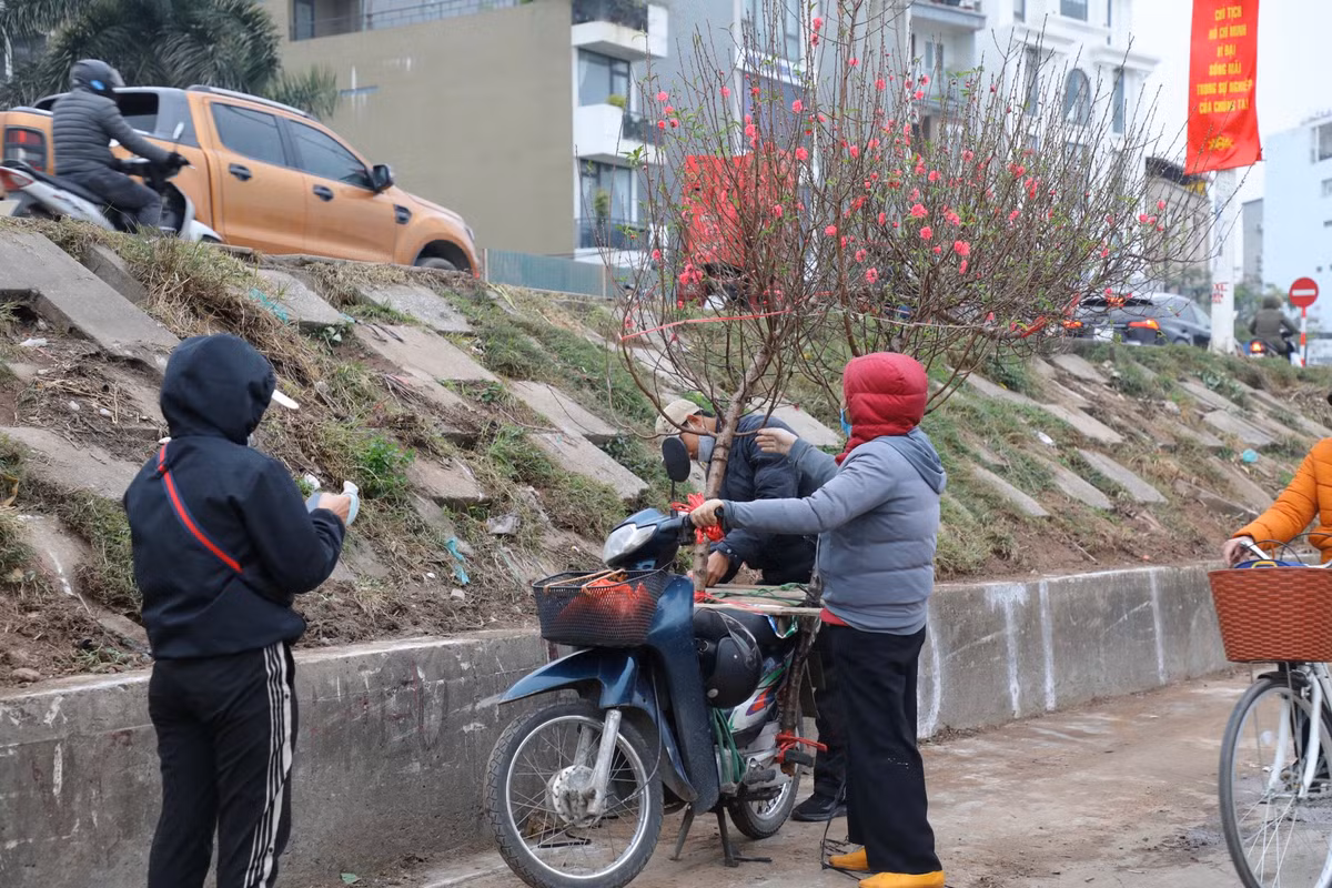 Những cành đào tươi thắm sẽ được giao tới tận nhà cho khách hàng.