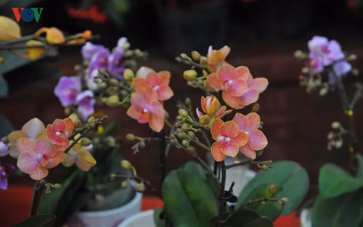 Tuy nhỏ xíu nhưng những chậu hoa lan bonsai mini mang vẻ đẹp kiêu sa, lộng lẫy, đủ màu sắc rực rỡ.