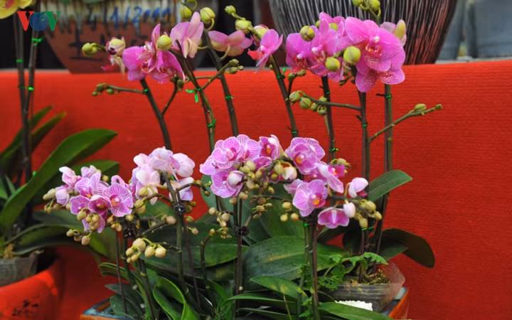 Một chậu lan mãn thiên hồng bonsai mini có giá từ 1-2 triệu đồng, tuỳ thuộc vào số lượng cành trong chậu.