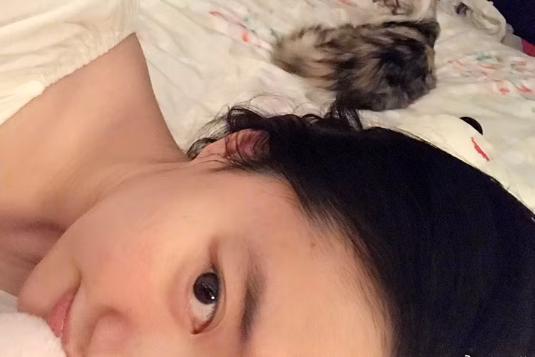 Lưu Diệc Phi được cho là đang nuôi đến hàng chục con mèo trong nhà.