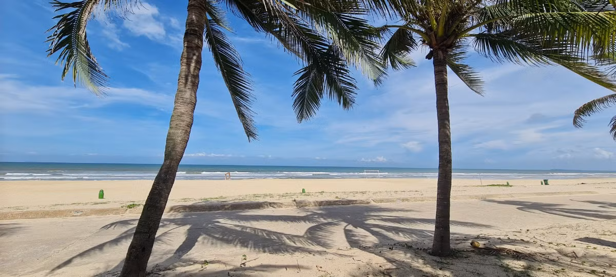 Hàng dừa xanh rì rào trong gió.