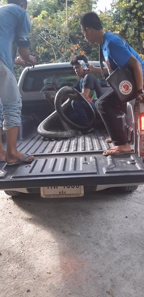 Bat ran ho mang chua sieu khung, dan kinh goi bang 