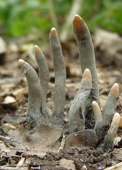Xylaria Polymorpha, một loại nấm có hình ngón tay.