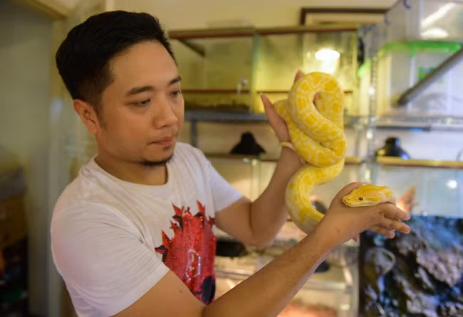 Nguyễn Việt Anh (Hà Nội) nổi tiếng trong giới chơi sinh vật cảnh Hà Nội nhờ sở hữu bộ sưu tập rắn, “thú cưng” độc đáo với đủ loại từ: rắn, trăn, ếch, rồng đất…