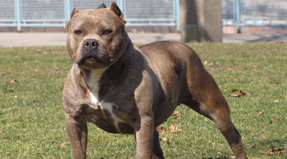 Hãi hùng những lần chó Pitbull cắn chết người kinh hoàng Hai hung nhung lan cho Pitbull can chet nguoi kinh hoang