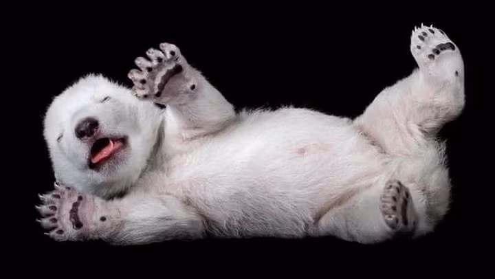 Một chú gấu Bắc cực con dù ngủ mơ màng nhưng vẫn không quên nở một nụ cười hồn nhiên.