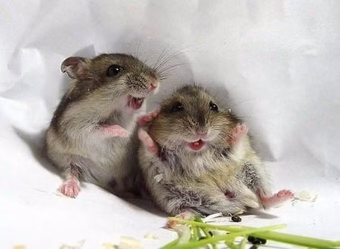 Nụ cười hạnh phúc của hai chú chuột nhỏ khiến chúng càng thêm dễ thương.
