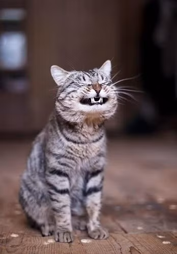 Một chú mèo đáng yêu với nụ cười "tinh ranh".