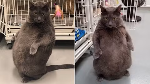 Chú mèo Bruno, 7 tuổi, nặng hơn 11kg ở vùng ngoại ô Chicago