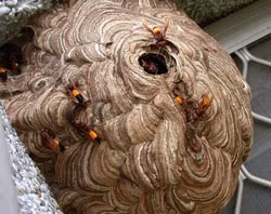 Loài o­ng vò vẽ (Vespidae) khi đốt người, nó có thể rút nọc kim đốt ra và đốt nhiều lần nên nguy hiểm hơn loài o­ng mật (Apidae) rất nhiều. Vết đốt của o­ng vò vẽ nhìn thấy rất đặc hiệu với một vết quầng đỏ ở chung quanh một điểm hoại tử ở trung tâm.