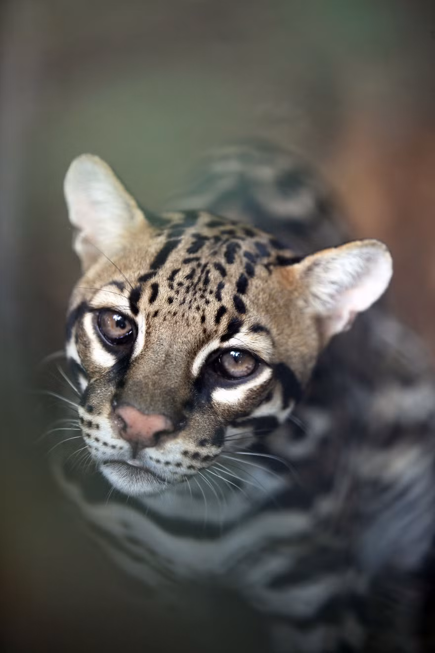 Mới đây, Iris cùng mẹ đến Forests of the World, một dự án rừng của WWF.