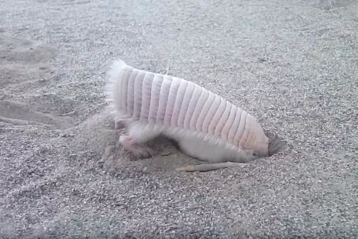 Nông dân sẽ sử dụng các loại thuốc trừ sâu, khiến những con Armadillo màu hồng bị tiêu diệt.