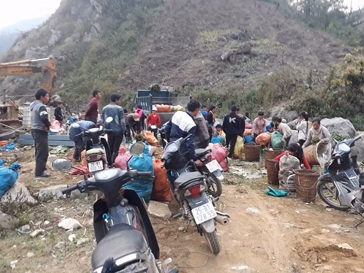 Nhiều lái buôn Trung Quốc đánh cả xe tải về thu mua rau dớn tại xã Sì Lở Lầu, huyện Phong Thổ