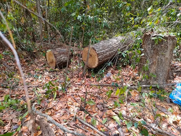 Bà Rịa - Vũng Tàu: Phát hiện vụ khai thác gỗ sến trái phép - Hình 2 Ba Ria - Vung Tau: Phat hien vu khai thac go sen trai phep-Hinh-2