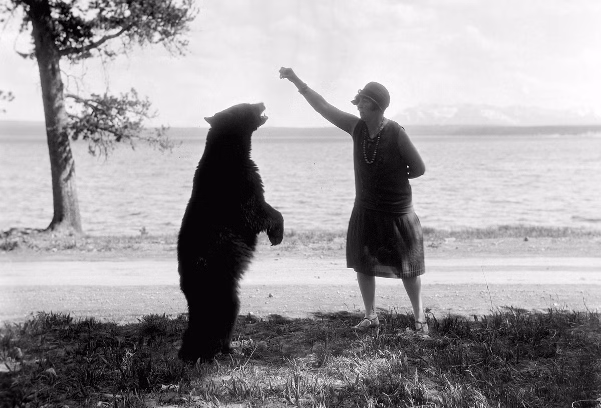 Một người phụ nữ cho gấu ăn bên bờ hồ Yellowstone vào khoảng năm 1925. Ảnh: The Atlantic.