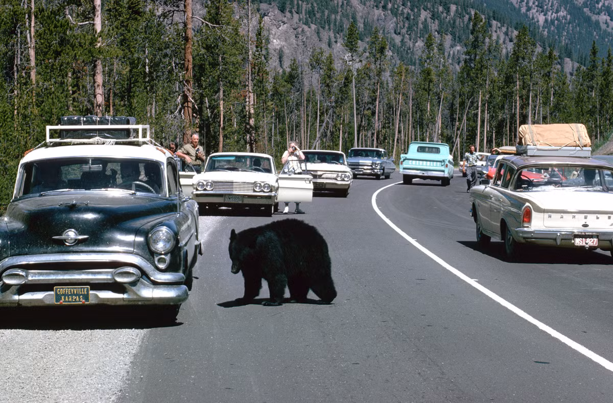 Một chú gấu đen xuất hiện trên đường phố ở khu vực vườn quốc gia Yellowstone vào khoảng năm 1960. Ảnh: The Atlantic.