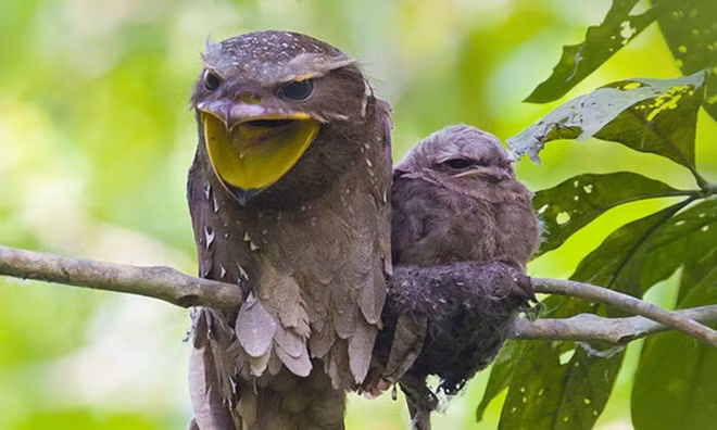 7. Cú muỗi mỏ quặp: Đây là loài chim hiếm sống tại khu rừng lá rộng hoặc rừng thứ sinh ở Trung và Nam Trung Bộ, với chiều dài từ 24,5-27,5 cm. Chúng thường sống ở vùng cao từ 900-1.900m.
