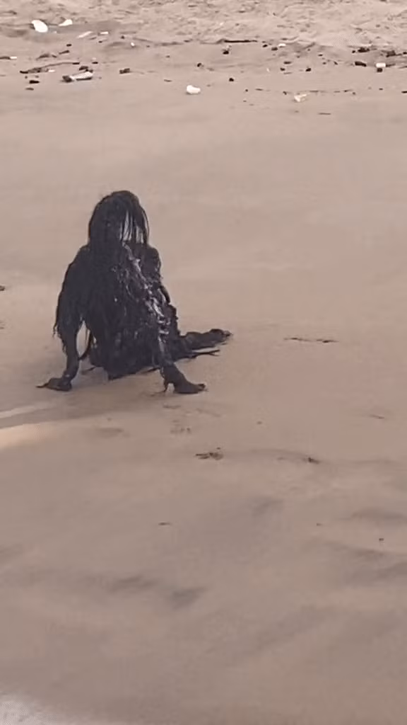 Ban đầu, người quay video tưởng rằng đó là một sự gặp gỡ với người ngoài hành tinh hoặc vật thể ngoài không gian.