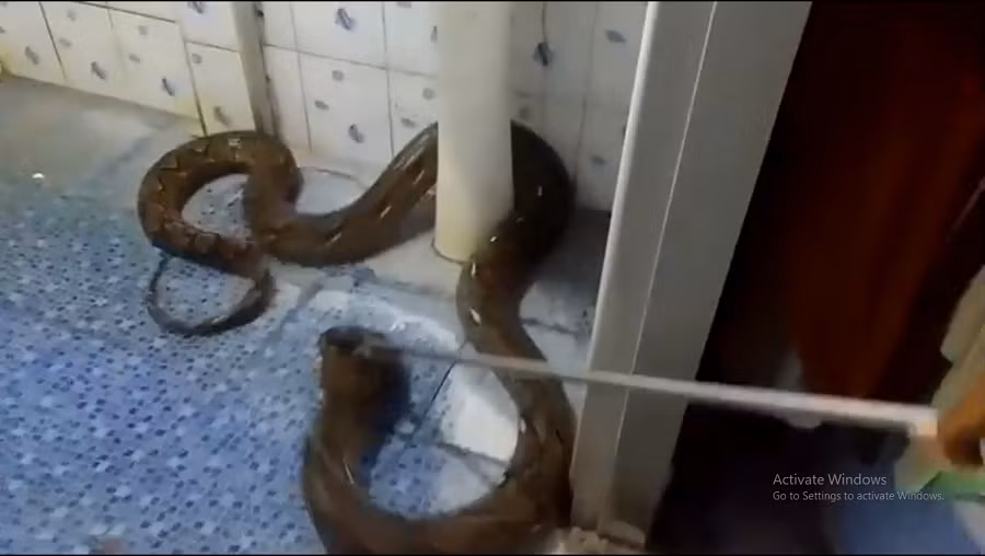 Cô hoảng sợ và bỏ chạy ra phòng khách, đóng cửa lại và gọi đội cứu hộ động vật địa phương đến giúp đỡ.