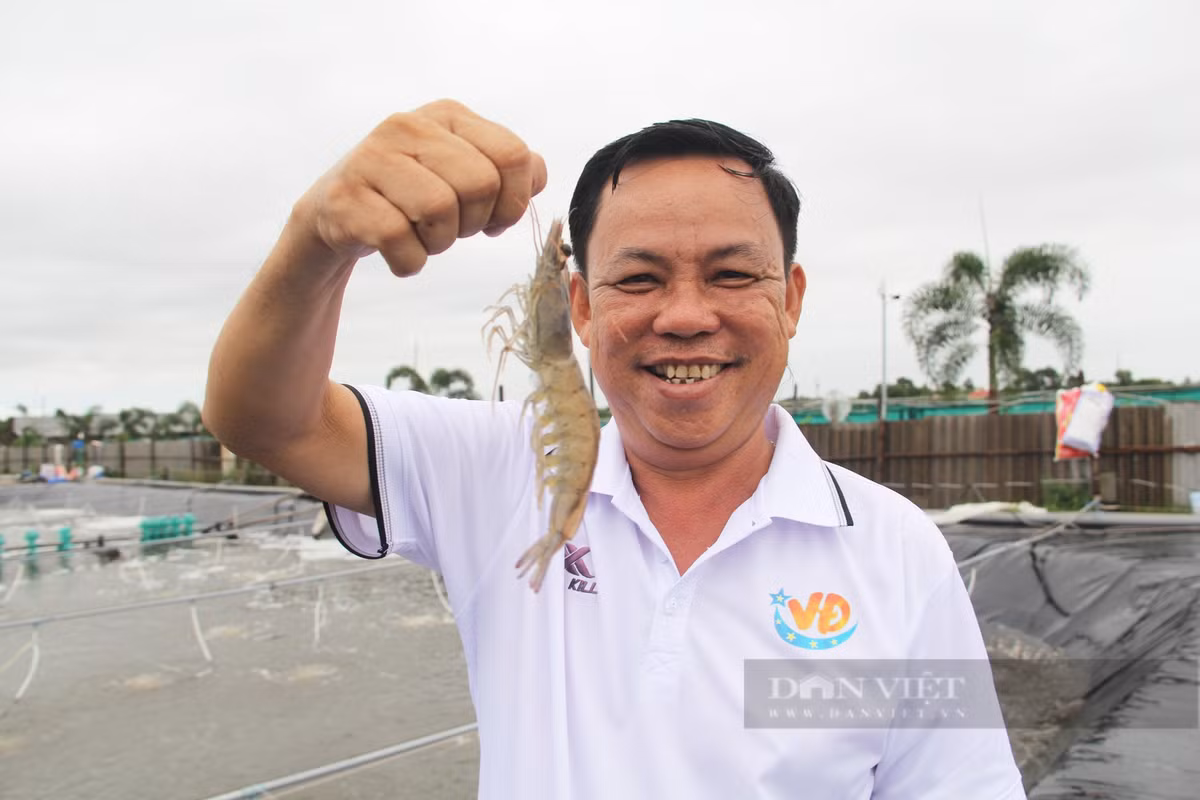 Nuôi tôm công nghệ cao thu lãi hơn trăm tỷ mỗi năm Nuoi tom cong nghe cao thu lai hon tram ty moi nam