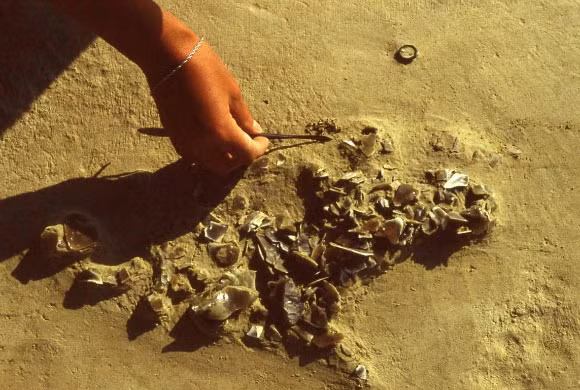 Trong một nghiên cứu tại Anh đã tìm thấy một khu định cư của người Homo heidelbergensis tại Boxgrove, Sussex, Anh.