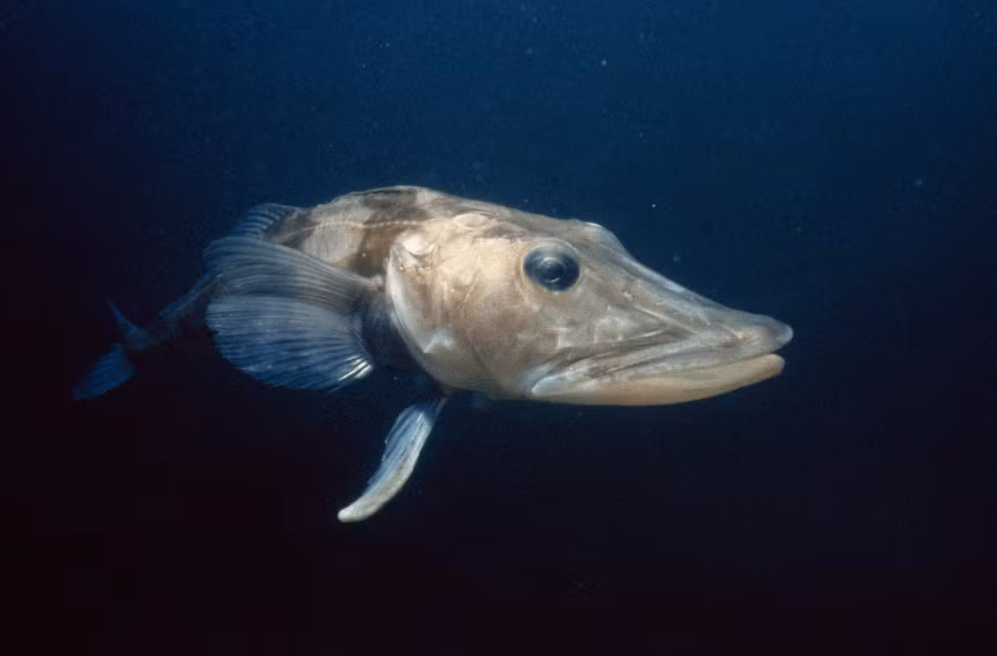 1. Cá đá vây đen (Chaenocephalus aceratus): Loài cá này có máu màu trắng vì thiếu gene hemoglobin chức năng, không tạo ra các tế bào hồng cầu mang oxy trong máu.