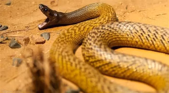  Rắn Taipan nội địa (Inland Taipan) được tìm thấy tại các khu vực nội địa ở Australia, như bang Queensland, Nam Úc, New South Wales và Bắc Territory.