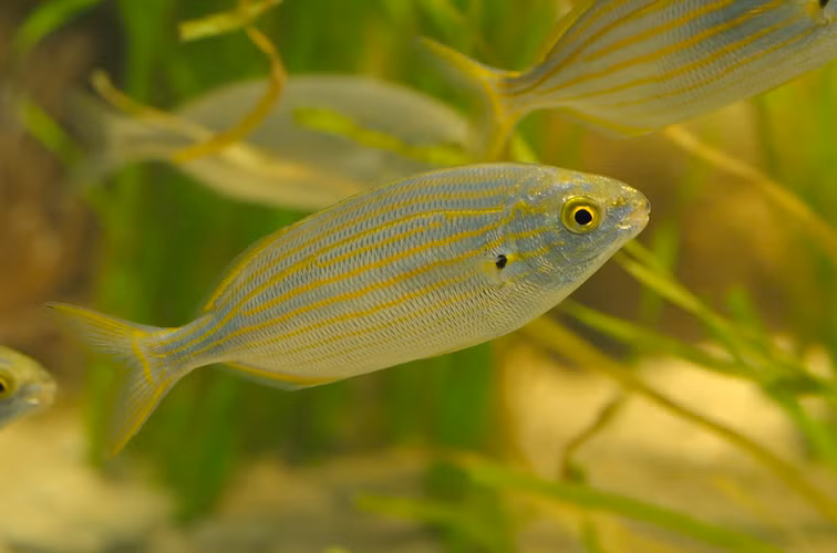 3. Cá Salema, còn gọi là cá mơ, sống ở vùng biển ôn đới và nhiệt đới. Có những trường hợp hiếm hoi ghi nhận cá Salema gây ảo giác về hình ảnh và âm thanh khi ăn phải chúng.