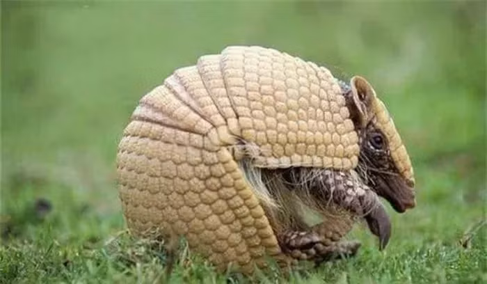 Người dân đã săn bắt tatu để ăn, mặc dù nó trông không đẹp mắt, nhưng thịt của chúng rất ngon và trở thành một món đặc sản miền núi.