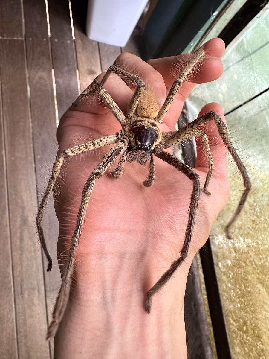 Giant Huntsman Spider có cơ thể không quá lớn, nhưng chúng có 8 chân rất dài, mỗi chân có chiều dài lên đến 30 cm và có gai nhọn, giúp chúng di chuyển nhanh chóng và bắt mồi dễ dàng.