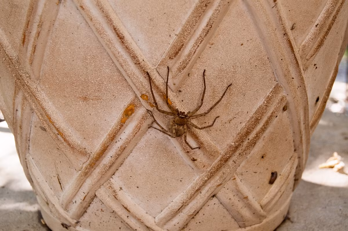 Loài này là thành viên lớn nhất trong họ Sparassidae, với sải chân lên đến 30 cm và chiều dài cơ thể khoảng 4,6 cm.