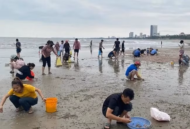 Nghệ An: Người dân kéo nhau đi nhặt sò huyết dạt vào bờ biển Nghe An: Nguoi dan keo nhau di nhat so huyet dat vao bo bien